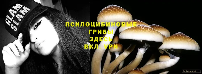 хочу   Козельск  Псилоцибиновые грибы Cubensis 